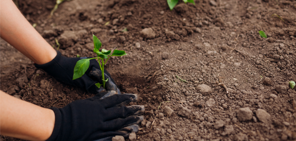 Young person planting a sapling in soil for environmental sustainability.