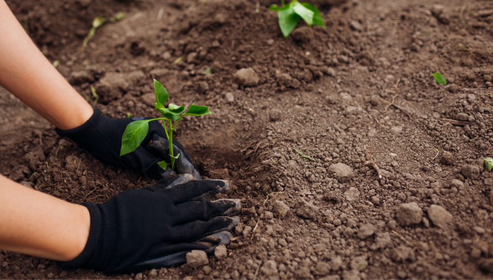 Young person planting a sapling in soil for environmental sustainability.