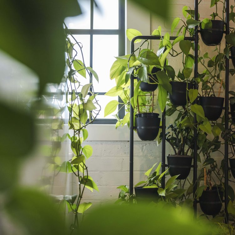 Lush indoor plants on black metal hanging planter near window in bright room.