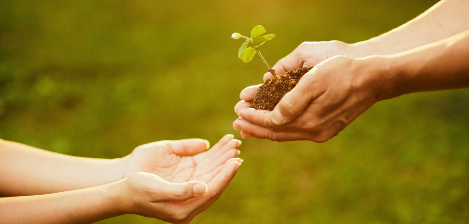 Young hands and older hands exchanging a small plant for planting, symbolising growth and support.